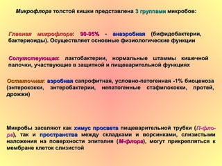 МикрофлораМикрофлора толстой кишки представленатолстой кишки представлена 3 группами3 группами микробов:микробов:
Главная микрофлораГлавная микрофлора:: 90-95%90-95% -- анаэробнаяанаэробная (бифидобактерии,(бифидобактерии,
бактериоиды). Осуществляет основные физиологические функциибактериоиды). Осуществляет основные физиологические функции
СопутствующаяСопутствующая: лактобактерии, нормальные штаммы кишечной: лактобактерии, нормальные штаммы кишечной
палочки, участвующие в защитной и пищеварительной функцияхпалочки, участвующие в защитной и пищеварительной функциях
ОстаточнаяОстаточная:: аэробнаяаэробная сапрофитная, условно-патогенная -1% биоценозасапрофитная, условно-патогенная -1% биоценоза
(энтерококки, энтеробактерии, непатогенные стафилококки, протей,(энтерококки, энтеробактерии, непатогенные стафилококки, протей,
дрожжи)дрожжи)
Микробы заселяют какМикробы заселяют как химус просветахимус просвета пищеварительной трубки (пищеварительной трубки (П-фло-П-фло-
рара), так и), так и пространствапространства между складками и ворсинками, слизистымимежду складками и ворсинками, слизистыми
наложения на поверхности эпителия (наложения на поверхности эпителия (М-флораМ-флора), могут прикрепляться к), могут прикрепляться к
мембране клеток слизистоймембране клеток слизистой
 
