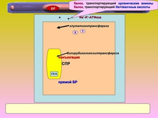 NaNa++
-K-K++
-AТФаза-AТФаза
ХХ YY
СПРСПР
ГЛ КГЛ К
конъюгацияконъюгация
прямой БРпрямой БР
глутатионтрансферазаглутатионтрансфераза
билирубингликозилтрансферазабилирубингликозилтрансфераза
БРБР
белокбелок,, транспортирующийтранспортирующий органические анионыорганические анионы
белокбелок,, транспортирующийтранспортирующий Nа+/желчные кислотыNа+/желчные кислоты
 