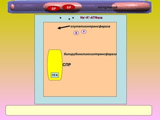 NaNa++
-K-K++
-AТФаза-AТФаза
ХХ YY
СПРСПР
ГЛ КГЛ К
глутатионтрансферазаглутатионтрансфераза
билирубингликозилтрансферазабилирубингликозилтрансфераза
БРБР БРБР непрямойнепрямой
 
