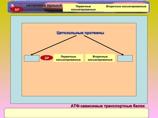 БРБР
ПервичныеПервичные
конъюгированныеконъюгированные
ВторичныеВторичные
конъюгированныеконъюгированные
Цитозольные протеиныЦитозольные протеины
АТФ-зависимые транспортные белкиАТФ-зависимые транспортные белки
БРБР
непрямой прямойнепрямой прямой ПервичныеПервичные
конъюгированныеконъюгированные
Вторичные конъюгированныеВторичные конъюгированные
 