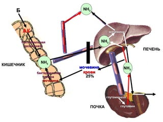 ПОЧКА глутаминглутамин
глутаминазаглутаминаза
25%25%
NH3
КИШЕЧНИК
Б
АК
бактериальнаябактериальная
дезаминазадезаминаза
бактериальнаябактериальная
уреазауреаза
мочевинамочевина
мочевинамочевина
кровикрови
NH3
мочевинамочевина
NH3
NH3
ПЕЧЕНЬ
 