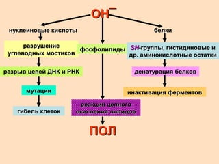 ОНОН¯¯
гибель клетокгибель клеток
денатурация белковденатурация белков
инактивация ферментовинактивация ферментов
реакция цепногореакция цепного
окисления липидовокисления липидов
ПОЛПОЛ
нуклеиновые кислотынуклеиновые кислоты
разрушениеразрушение
углеводных мостиковуглеводных мостиков
разрыв цепей ДНК и РНКразрыв цепей ДНК и РНК
мутациимутации
фосфолипидыфосфолипиды
белкибелки
SHSH-группы, гистидиновые и-группы, гистидиновые и
др. аминокислотные остаткидр. аминокислотные остатки
 