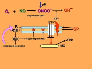 ONOONOОО¯¯
рНрН
ОНОН¯¯
FeFe2+2+
пероксинитритпероксинитрит
NNООŌŌ22 ++
СРСРББ
ФЛФЛ
ЖКЖК гидропероксидыгидропероксиды
гидроксиноненалигидроксиноненали
ССaa22++
НН++
МХМХ
АТФАТФ
 