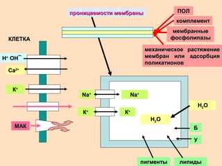 проницаемости мембраныпроницаемости мембраны ПОЛПОЛ
мембранныемембранные
фосфолипазыфосфолипазы
НН++
ОНОН¯¯
СаСа2+2+
механическое растяжениемеханическое растяжение
мембран или адсорбциямембран или адсорбция
поликатионовполикатионов
КК++
комплементкомплемент
МАКМАК
NaNa++
КК++
NaNa++
КК++
НН22ОО
НН22ОО
ББ
УУ
липидылипидыпигментыпигменты
КЛЕТКАКЛЕТКА
 