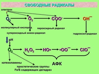 СВОБОДНЫЕ РАДИКАЛЫСВОБОДНЫЕ РАДИКАЛЫ
ОО22
··
ŌŌ22 СООСОО••
ОНОН¯¯
электронэлектрон
супероксидный анион-радикалсупероксидный анион-радикал
пероксидный радикалпероксидный радикал
гидроксил-радикалгидроксил-радикал
молекулярный кислородмолекулярный кислород
ŌŌ22
рНрН
НН22ОО22 НО•НО• ••ОООО¯¯ ClClОО¯¯
АФКАФКкатехоламиныкатехоламины
простетические группыпростетические группы
Fe/SFe/S содержащих дегидразсодержащих дегидраз
 