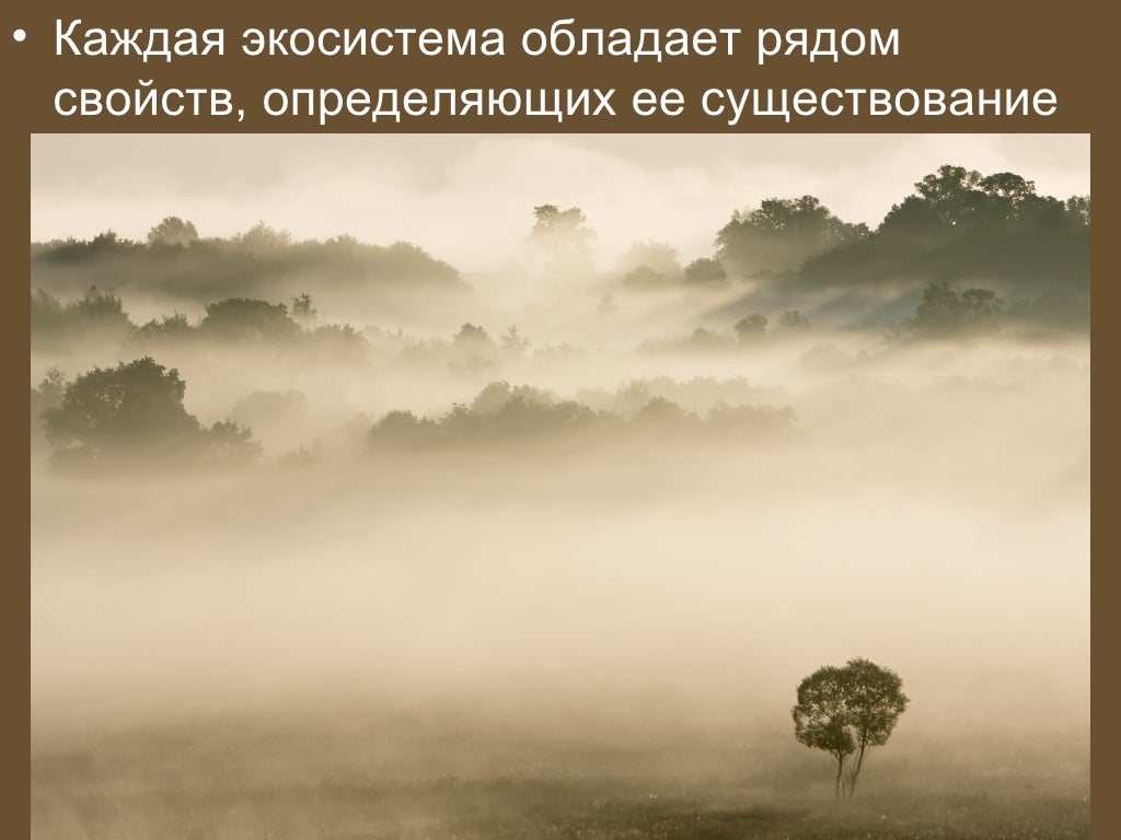 экологическая пирамида биомассы и энергии. охрана биологического разнообразия. экосистема биогеоценоз структура экосистемы. пирамида биомассы в экосистеме. биогеоценоз это.