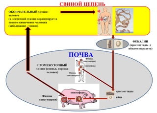 СВИНОЙ ЦЕПЕНЬ
ФЕКАЛИИ
(проглоттиды с
яйцами паразита)
ПОЧВА
ПРОМЕЖУТОЧНЫЙ
хозяин (свинья, изредка
человек)
ОКОНЧАТЕЛЬНЫЙ хозяин:
человек
(в ленточной стадии паразитирует в
тонком кишечнике человека
(заболевание - тениоз)
проглоттиды
Финны
(цистицерки)
яйца
онкосферы
онкосферы
Финны
(цистицерки)
Финны
(цистицерки)
 