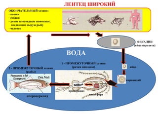ЛЕНТЕЦ ШИРОКИЙ
ОКОНЧАТЕЛЬНЫЙ хозяин:
- кошки
- собаки
- дикие плотоядные животные,
поедающие сырую рыбу
- человек
ФЕКАЛИИ
(яйца паразита)
ВОДА
1 - ПРОМЕЖУТОЧНЫЙ хозяин
(рачки циклопы) яйцо
плероцеркоид
2 - ПРОМЕЖУТОЧНЫЙ хозяин
(рыбы)
онкосфера
процеркоид
корацидий
 
