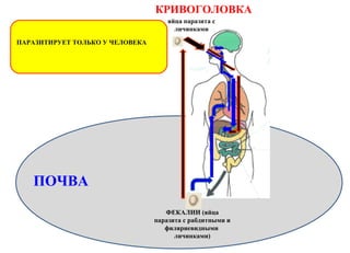 КРИВОГОЛОВКА
ПАРАЗИТИРУЕТ ТОЛЬКО У ЧЕЛОВЕКА
ВОДА
ПОЧВА
ФЕКАЛИИ (яйца
паразита с рабдитными и
филяриевидными
личинками)
яйца паразита с
личинками
 