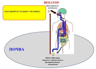 ПАРАЗИТИРУЕТ ТОЛЬКО У ЧЕЛОВЕКА
ВОДА
ПОЧВА
ФЕКАЛИИ (яйца
паразита с рабдитными и
филяриевидными
личинками)
яйца паразита с
личинками
НЕКАТОР
 