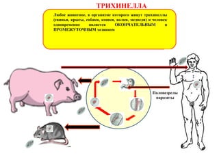 ТРИХИНЕЛЛА
Любое животное, в организме которого живут трихинеллы
(свиньи, крысы, собаки, кошки, волки, медведи) и человек
одновременно является ОКОНЧАТЕЛЬНЫМ и
ПРОМЕЖУТОЧНЫМ хозяином
Половозрелы
паразиты
 