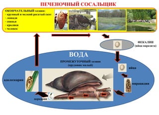 ПЕЧЕНОЧНЫЙ СОСАЛЬЩИК
ОКОНЧАТЕЛЬНЫЙ хозяин:
- крупный и мелкий рогатый скот
- лошади
- свиньи
- кролики
- человек
ФЕКАЛИИ
(яйца паразита)
ВОДА
яйца
мирацидии
ПРОМЕЖУТОЧНЫЙ хозяин
(прудовик малый)
мирацидии
редий
церкарии
адолескарии
спороциста
церкарии
 