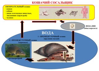 КОШАЧИЙ СОСАЛЬЩИК
ОКОНЧАТЕЛЬНЫЙ хозяин:
- кошки
- собаки
- дикие плотоядные животные,
поедающие сырую рыбу
- человек
ФЕКАЛИИ
(яйца паразита)
ВОДА
яйцо
1 - ПРОМЕЖУТОЧНЫЙ хозяин
(прудовик малый)
мирацидий
редий
церкарий
метацеркарий
2 - ПРОМЕЖУТОЧНЫЙ хозяин
(карповые)
спороциста
 