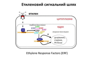 Етиленовий сигнальний шлях
Ethylene Response Factors (ERF)
 