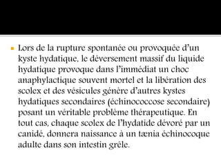  Lors de la rupture spontanée ou provoquée d’un
kyste hydatique, le déversement massif du liquide
hydatique provoque dans l’immédiat un choc
anaphylactique souvent mortel et la libération des
scolex et des vésicules génère d’autres kystes
hydatiques secondaires (échinococcose secondaire)
posant un véritable problème thérapeutique. En
tout cas, chaque scolex de l’hydatide dévoré par un
canidé, donnera naissance à un tænia échinocoque
adulte dans son intestin grêle.
 