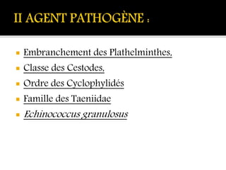  Embranchement des Plathelminthes,
 Classe des Cestodes,
 Ordre des Cyclophylidés
 Famille des Taeniidae
 Echinococcus granulosus
 