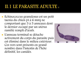  Echinococcus granulosus est un petit
taenia du chien (4 à 6 mm) ne
comportant que 3 à 5 anneaux dont
le dernier occupé par un utérus
ramifié rempli d’œufs.
 L'anneau terminal se détache
activement du corps du parasite puis
est éliminé dans le milieu extérieur.
Ces vers sont présents en grand
nombre dans l’intestin de l’hôte
définitif, les canidés.
 