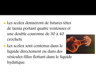  Les scolex donneront de futures têtes
de tænia portant quatre ventouses et
une double couronne de 30 à 40
crochets.
 Les scolex sont contenus dans le
liquide directement ou dans des
vésicules filles flottant dans le liquide
hydatique.
 