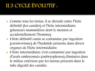  Comme tous les ténias, il se déroule entre l’hôte
définitif (les canidés) et l’hôte intermédiaire
(plusieurs mammifères dont le mouton et
accidentellement l’homme).
 L'hôte définitif canin se contamine par ingestion
(carnivorisme) de l’hydatide présente dans divers
organes de l'hôte intermédiaire.
 L’hôte intermédiaire s’est contaminé par ingestion
d’œufs embryonnés (embryophores) éliminées dans
le milieu extérieur par les tænias présents dans le
tube digestif des canidés.
 
