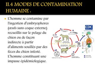  L’homme se contamine par
l'ingestion d’embryophores
(œufs sans coque externe)
recueillis sur le pelage du
chien ou de façon
indirecte à partir
d’aliments souillés par des
fèces du chien infesté.
L’homme constituant une
impasse épidémiologique.
 