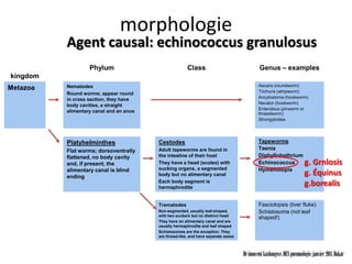 morphologie
          Agent causal: echinococcus granulosus
  Sub              Phylum                               Class                                Genus – examples
kingdom
          Nematodes                                                                         Ascaris (roundworm)
Metazoa                                                                                     Trichuris (whipworm)
          Round worms; appear round
                                                                                            Ancylostoma (hookworm)
          in cross section, they have
                                                                                            Necator (hookworm)
          body cavities, a straight
                                                                                            Enterobius (pinworm or
          alimentary canal and an anus                                                      threadworm)
                                                                                            Strongyloides




          Platyhelminthes                Cestodes                                           Tapeworms
          Flat worms; dorsoventrally     Adult tapeworms are found in                       Taenia
          flattened, no body cavity      the intestine of their host                        Diphyllobothrium
          and, if present, the           They have a head (scolex) with                     Echinococcus               g. Grnlosis
          alimentary canal is blind      sucking organs, a segmented                        Hymenolopis
          ending                         body but no alimentary canal                                                  g. Équinus
                                         Each body segment is
                                         hermaphrodite
                                                                                                                       g.borealis

                                         Trematodes                                         Fasciolopsis (liver fluke)
                                         Non-segmented, usually leaf-shaped,                Schistosoma (not leaf
                                         with two suckers but no distinct head
                                                                                            shaped!)
                                         They have an alimentary canal and are
                                         usually hermaphrodite and leaf shaped
                                         Schistosomes are the exception. They
                                         are thread-like, and have separate sexes



                                                                                    Dr innocent kashongwe, DES pneumologie, janvier 2011, Dakar
 