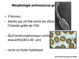 Morphologie echinococcus granulosus


• 3 formes:
- Adulte qui vit fixé entre les villosités de
  l’intestin grêle de l’HD

- Œuf (embryophore)qui contient un embryon
  exacanthe(30 à 40 um)

- Larve ou kyste hydatique
                                      Dr innocent kashongwe, DES pneumologie, janvier 2011, Dakar
 