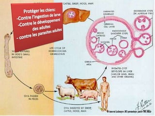 V. TRAITEMENT
     5.2.TRAITEMENT PREVENTIF
• Prévention

 Doit s’exercer à tous les niveaux de la chaîne
 épidémiologique




                                   Dr innocent kashongwe, DES pneumologie, janvier 2011, Dakar
 