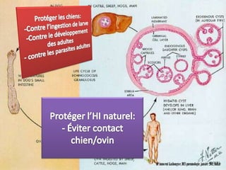 V. TRAITEMENT


• Préventif
  Doit s’exercer à tout les niveau de la chaîne
  épidémiologique




                                    Dr innocent kashongwe, DES pneumologie, janvier 2011, Dakar
 