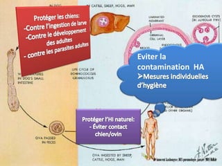 V. TRAITEMENT


• Préventif
                                 Eviter la
  Doit s’exercer à tout les niveau de la chaîne
                                 contamination HA
  épidémiologique




                                   Dr innocent kashongwe, DES pneumologie, janvier 2011, Dakar
 