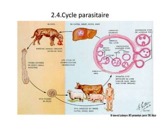 2.4.Cycle parasitaire




                        Dr innocent kashongwe, DES pneumologie, janvier 2011, Dakar
 