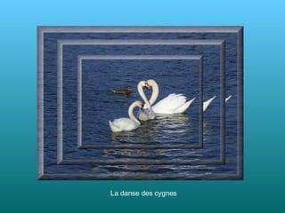 La danse des cygnes 