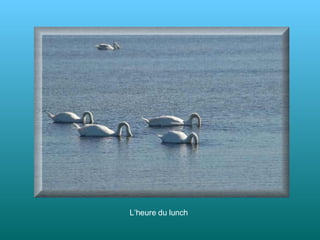 L’heure du lunch 