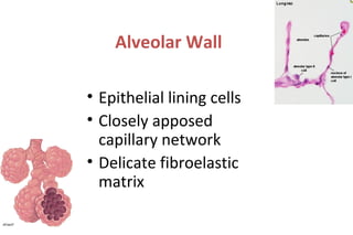 Alveolar Wall
• Epithelial lining cells
• Closely apposed
capillary network
• Delicate fibroelastic
matrix
 