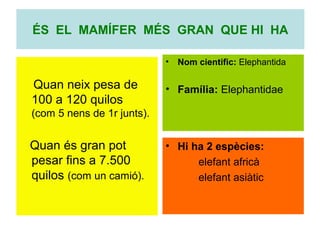 ÉS EL MAMÍFER MÉS GRAN QUE HI HA
•

Quan neix pesa de
100 a 120 quilos

Nom cientific: Elephantida

• Família: Elephantidae

(com 5 nens de 1r junts).

Quan és gran pot
pesar fins a 7.500
quilos (com un camió).

• Hi ha 2 espècies:
elefant africà
elefant asiàtic

 