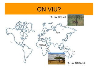 ON VIU?
•A LA SELVA

•A LA SABANA

 