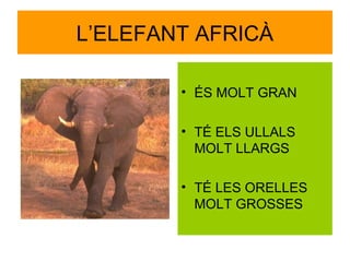 L’ELEFANT AFRICÀ
• ÉS MOLT GRAN
• TÉ ELS ULLALS
MOLT LLARGS
• TÉ LES ORELLES
MOLT GROSSES

 