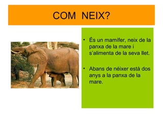 COM NEIX?
• És un mamífer, neix de la
panxa de la mare i
s’alimenta de la seva llet.
• Abans de néixer està dos
anys a la panxa de la
mare.

 