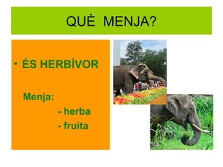 QUÈ MENJA?
• ÉS HERBÍVOR
Menja:
- herba
- fruita

 