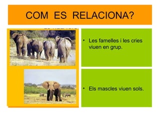 COM ES RELACIONA?
•
Les famelles i les
cries

• Les famelles i les cries
viuen en grup.

• Els mascles viuen sols.

 