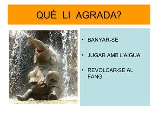 QUÈ LI AGRADA?
• BANYAR-SE
• JUGAR AMB L’AIGUA
• REVOLCAR-SE AL
FANG

 
