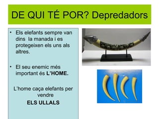 DE QUI TÉ POR? Depredadors
• Els elefants sempre van
dins la manada i es
protegeixen els uns als
altres.
• El seu enemic més
important és L’HOME.
L’home caça elefants per
vendre
ELS ULLALS

 
