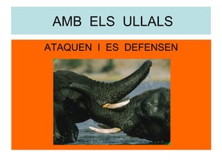 AMB ELS ULLALS
ATAQUEN I ES DEFENSEN

 