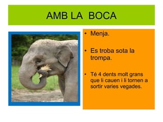 AMB LA BOCA
• Menja.
• Es troba sota la
trompa.
• Té 4 dents molt grans
que li cauen i li tornen a
sortir varies vegades.

 