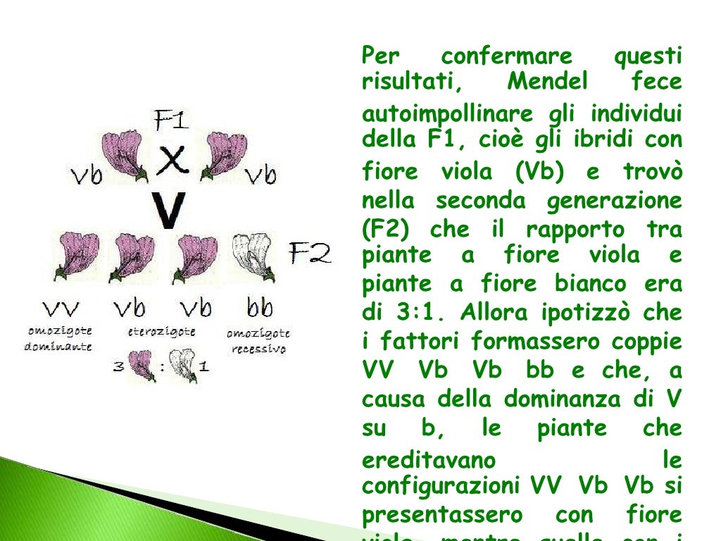 Le leggi di Mendel Rosaria Ruggirello 3G