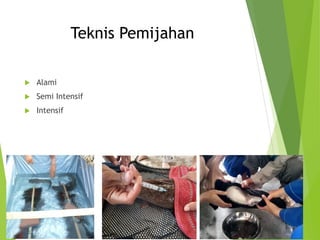 Teknis Pemijahan
 Alami
 Semi Intensif
 Intensif
 