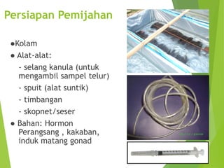 Persiapan Pemijahan
●Kolam
● Alat-alat:
- selang kanula (untuk
mengambil sampel telur)
- spuit (alat suntik)
- timbangan
- skopnet/seser
● Bahan: Hormon
Perangsang , kakaban,
induk matang gonad
 