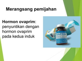 1
Hormon ovaprim:
penyuntikan dengan
hormon ovaprim
pada kedua induk
Merangsang pemijahan
 