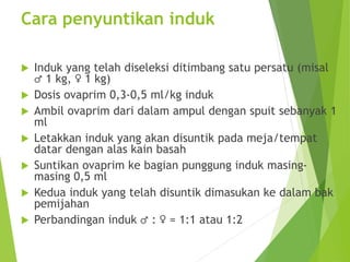 Cara penyuntikan induk
 Induk yang telah diseleksi ditimbang satu persatu (misal
1 kg, 1 kg)
 Dosis ovaprim 0,3-0,5 ml/kg induk
 Ambil ovaprim dari dalam ampul dengan spuit sebanyak 1
ml
 Letakkan induk yang akan disuntik pada meja/tempat
datar dengan alas kain basah
 Suntikan ovaprim ke bagian punggung induk masing-
masing 0,5 ml
 Kedua induk yang telah disuntik dimasukan ke dalam bak
pemijahan
 Perbandingan induk : = 1:1 atau 1:2
 