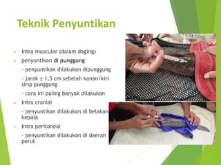 Teknik Penyuntikan
➢ Intra muscular (dalam daging)
➢ penyuntikan di punggung
- penyuntikan dilakukan dipunggung
- jarak ± 1,5 cm sebelah kanan/kiri
sirip punggung
- cara ini paling banyak dilakukan
➢ Intra cranial
- penyuntikan dilakukan di belakang
kepala
➢ Intra peritoneal
- penyuntikan dilakukan di daerah
perut
 