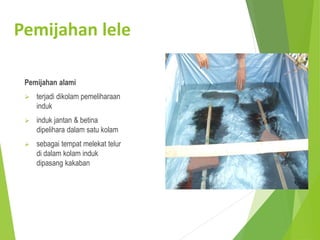 Pemijahan lele
Pemijahan alami
➢ terjadi dikolam pemeliharaan
induk
➢ induk jantan & betina
dipelihara dalam satu kolam
➢ sebagai tempat melekat telur
di dalam kolam induk
dipasang kakaban
 